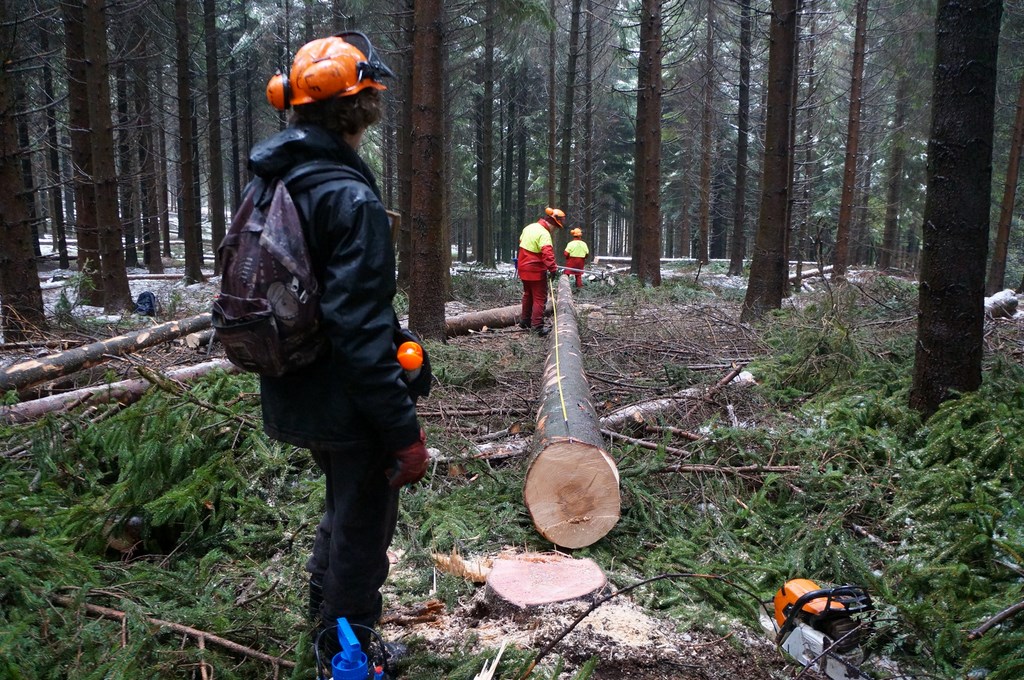 ingénieur au technicien forestier
